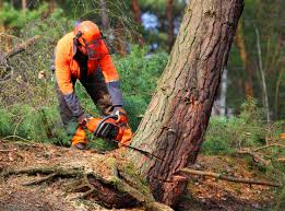 Mulching Services in Johnson Lane, NV