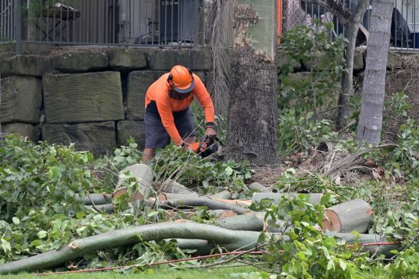 Best Tree Maintenance Programs  in Johnson Lane, NV