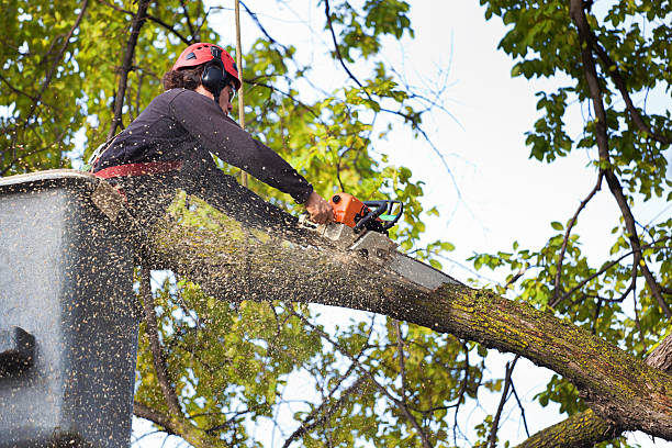 Best Commercial Tree Services  in Johnson Lane, NV