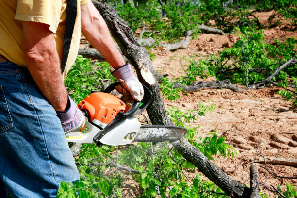 Why Choose Our Tree Removal Services in Johnson Lane, NV?